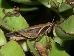 Phaeocatantops solitarius