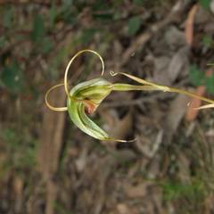 Pterostylis laxa