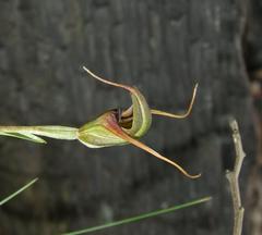 Pterostylis laxa