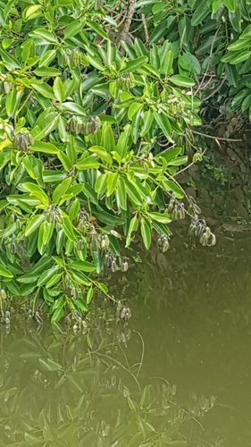 Vochysia guatemalensis (Vochysia guatemalensis)