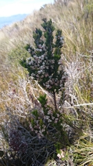Erica triflora