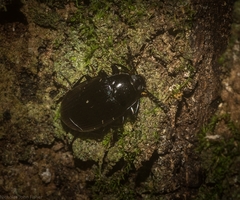 Ceropria peregrina