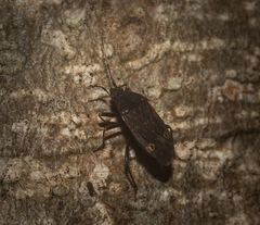 Neolethaeus tenebrosus