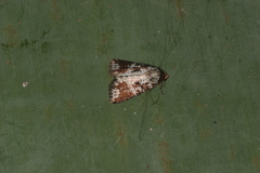 Condica cupentia