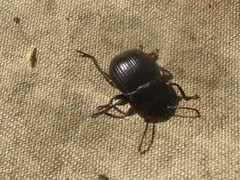 Accanthopus velikensis