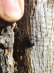 Accanthopus velikensis