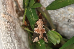 Condica cupentia