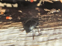 Accanthopus velikensis