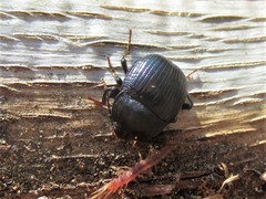 Accanthopus velikensis
