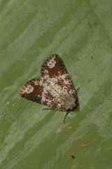 Condica cupentia