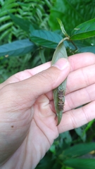 Cletomorpha simulans