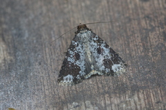 Condica cupentia