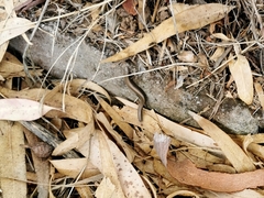 Ablepharus kitaibelii