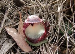 Corybas hispidus