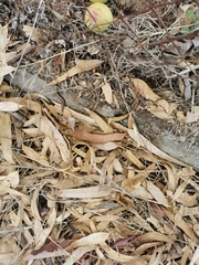 Ablepharus kitaibelii