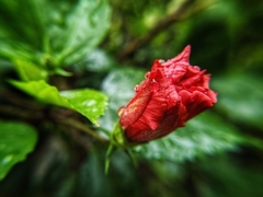 Hibiscus rosa-sinensis