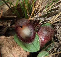 Corybas hispidus