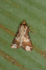 Condica imitata