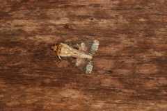 Condica imitata
