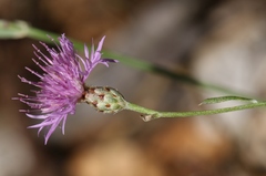 Centaurea giardinae