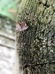 Holcogaster fibulata