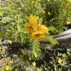 Senna barronfieldii