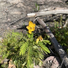 Senna barronfieldii