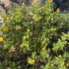 Senna barronfieldii