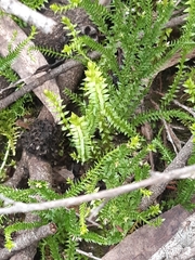 Lateristachys lateralis