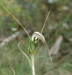 Pterostylis aestiva
