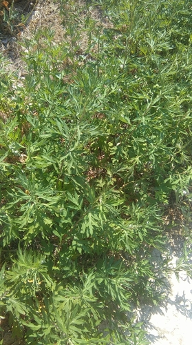 Kineski pelin (Artemisia verlotiorum)