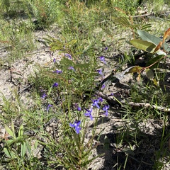 Lobelia dentata