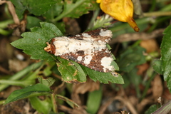 Condica mimica