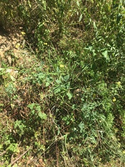 Brassica fruticulosa