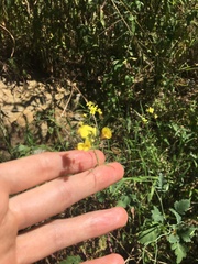 Brassica fruticulosa