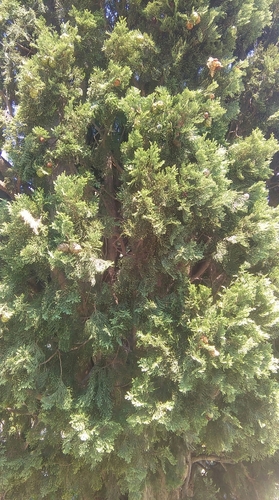 Obični čempres (Cupressus sempervirens)