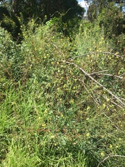 Brassica fruticulosa