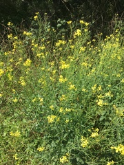 Brassica fruticulosa