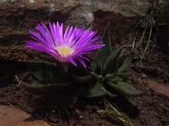 Delosperma sutherlandii
