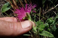 Delosperma sutherlandii