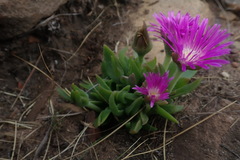 Delosperma sutherlandii