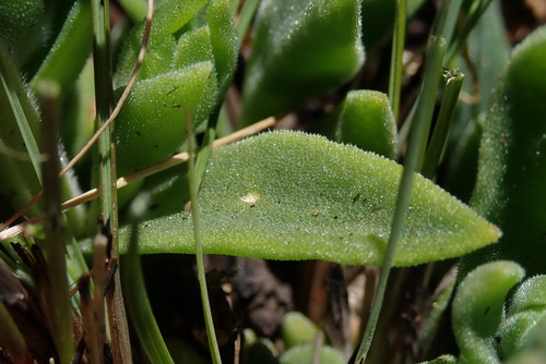 Image of Delosperma sutherlandii by no rights reserved