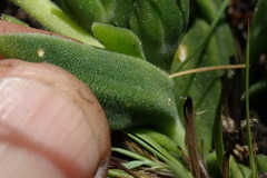 Delosperma sutherlandii