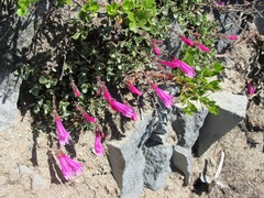 Penstemon rupicola