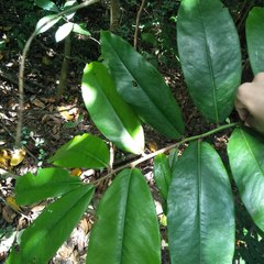 Diospyros blancoi