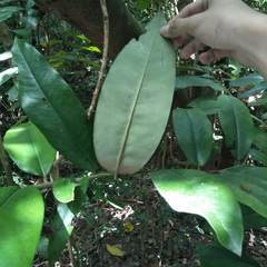 Diospyros blancoi
