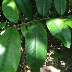 Diospyros blancoi