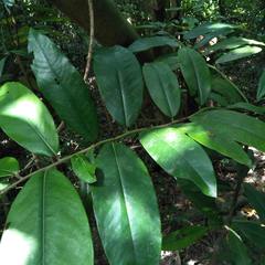 Diospyros blancoi