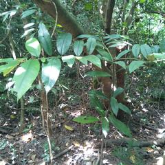 Diospyros blancoi