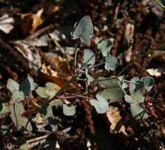 Rumex aetnensis